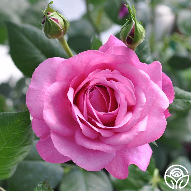 Kaffe Fassett 4 Kaffe Fassett - Image 4