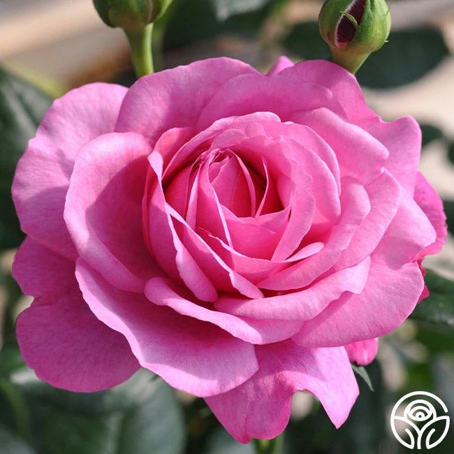 Kaffe Fassett 1 Kaffe Fassett