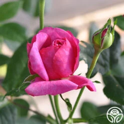 Kaffe Fassett 9 Kaffe Fassett -RoseLuxe Shop kaffe fassett 4 5