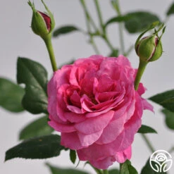 Kaffe Fassett 7 Kaffe Fassett -RoseLuxe Shop kaffe fassett 5