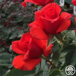 Kanegem 15 Kanegem -RoseLuxe Shop kanegem 2