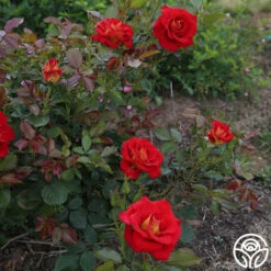 Ketchup & Mustard™ -RoseLuxe Shop ketchup mustard 2