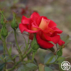 Ketchup & Mustard™ -RoseLuxe Shop ketchup mustard 3