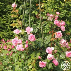 Arborose® Kiss Me Kate 9 Arborose® Kiss Me Kate -RoseLuxe Shop kiss me kate 23