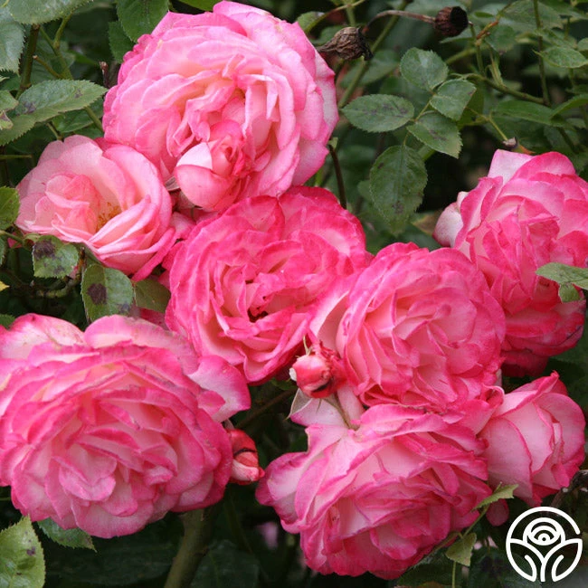 Kiss Of Desire 3 Kiss Of Desire - Image 3