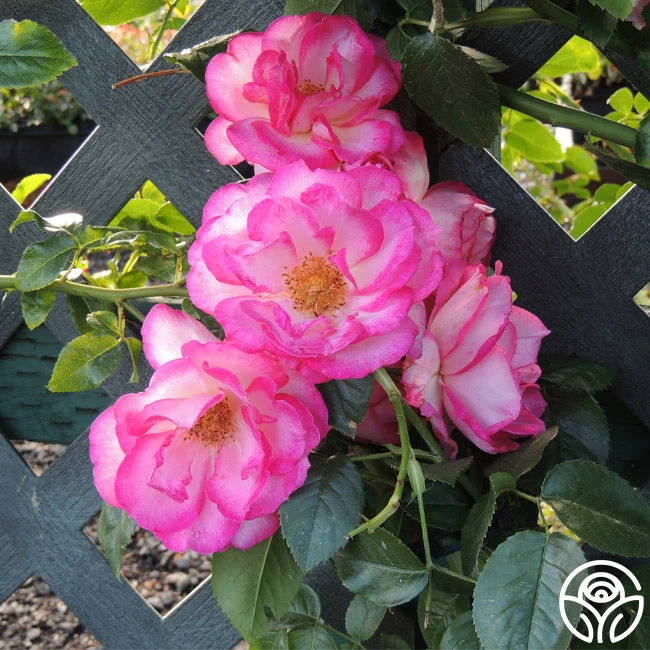 Kiss Of Desire 4 Kiss Of Desire - Image 4