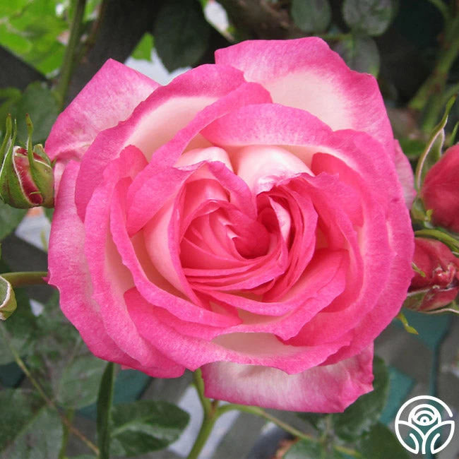 Kiss Of Desire 1 Kiss Of Desire