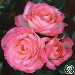 Kiss Of Desire 9 Kiss Of Desire -RoseLuxe Shop kiss of desire logo 05