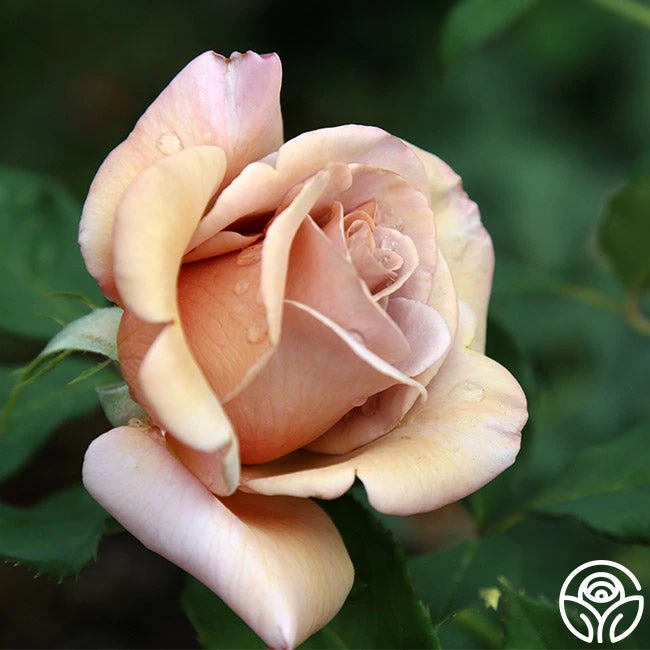 Koko Loko™ 10 Koko Loko™ - Image 10