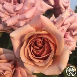 Best Seller -RoseLuxe Shop koko loko 1 1