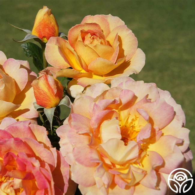 La Parisienne 1 La Parisienne