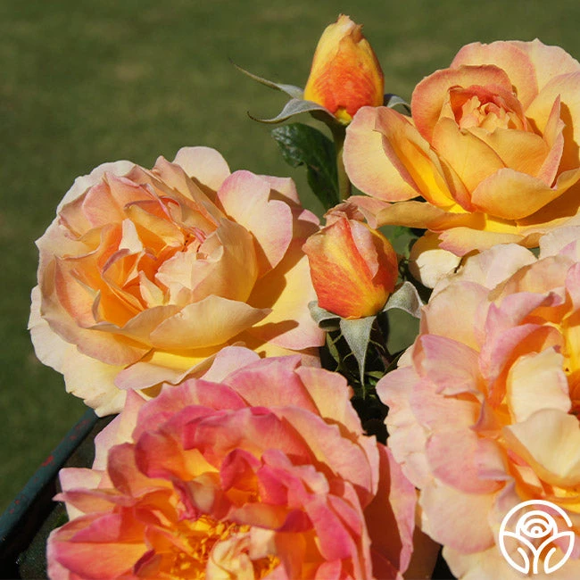 La Parisienne 3 La Parisienne - Image 3