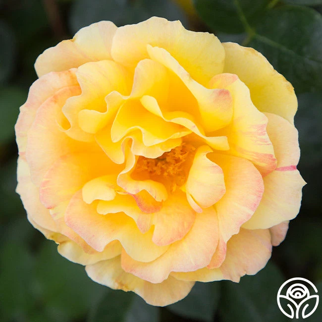 La Parisienne 2 La Parisienne - Image 2