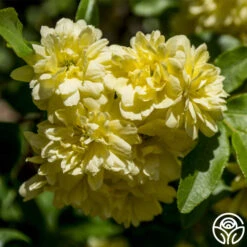 Lady Banks 6 Lady Banks -RoseLuxe Shop lady banks logo 01