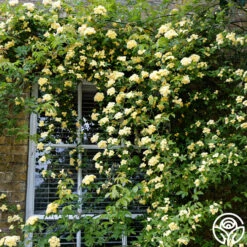 Best Seller -RoseLuxe Shop lady banks logo 02