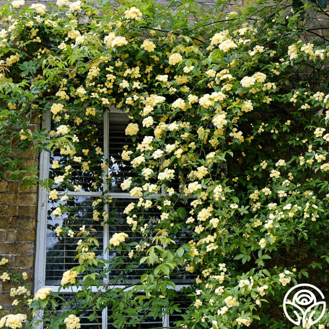 Lady Banks 2 Lady Banks - Image 2