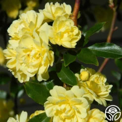 Lady Banks 7 Lady Banks -RoseLuxe Shop lady banks logo 03