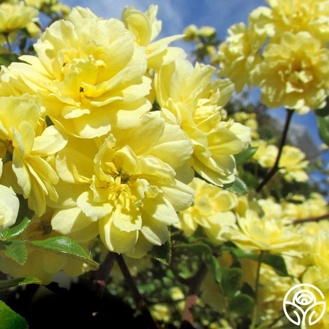 Lady Banks 1 Lady Banks