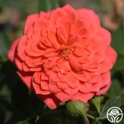 Lady Penelope -RoseLuxe Shop ladypenelope logo 01