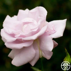 Lagerfeld -RoseLuxe Shop lagerfeld 2 8