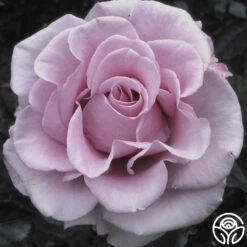 Lagerfeld -RoseLuxe Shop lagerfeld 9