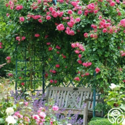 Arborose® Laguna -RoseLuxe Shop laguna 16