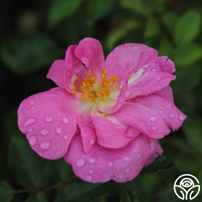 Lavender Floorshow® 3 Lavender Floorshow® - Image 3