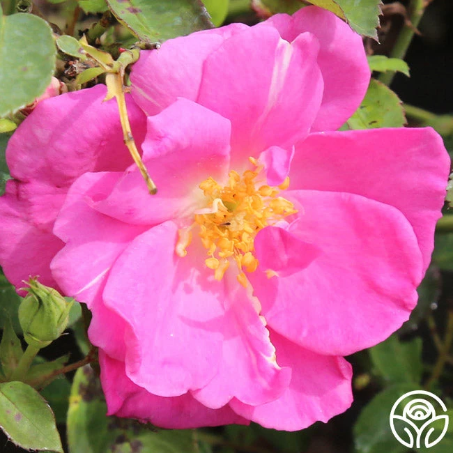 Lavender Floorshow® 4 Lavender Floorshow® - Image 4