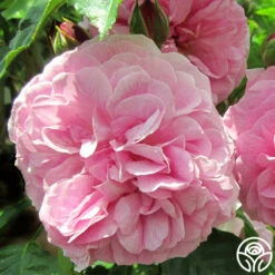 Lavender Lassie -RoseLuxe Shop lavender lassie 1