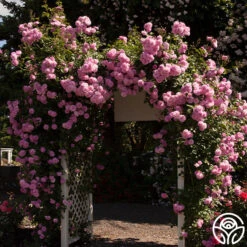 Lavender Lassie -RoseLuxe Shop lavender lassie 2