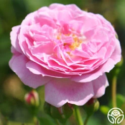 Lavender Lassie -RoseLuxe Shop lavender lassie 3