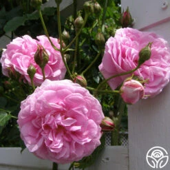 Lavender Lassie -RoseLuxe Shop lavender lassie 4