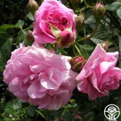 Lavender Lassie -RoseLuxe Shop lavender lassie 5