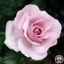 Le Petit Prince 8 Le Petit Prince -RoseLuxe Shop le petit prince 1