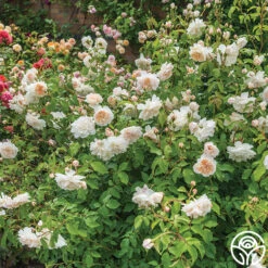 Lichfield Angel -RoseLuxe Shop lichfield angel 5