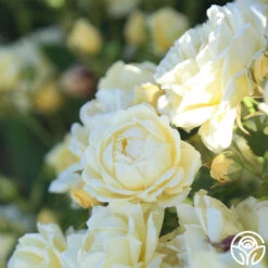 Light Of Day -RoseLuxe Shop light of day 12