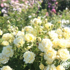 Light Of Day -RoseLuxe Shop light of day 13