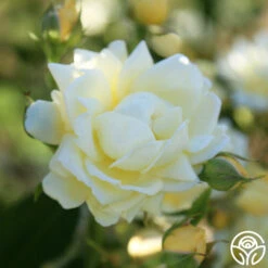 Light Of Day -RoseLuxe Shop light of day 14