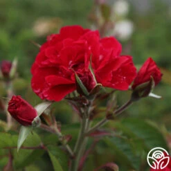 Front Page -RoseLuxe Shop linda campbell logo 02