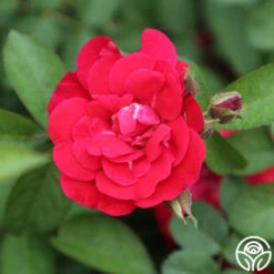 Linda Campbell -RoseLuxe Shop linda campbell logo 03