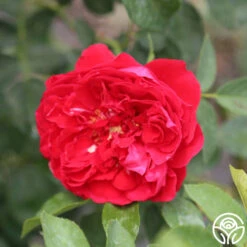 Linda Campbell -RoseLuxe Shop linda campbell logo 04