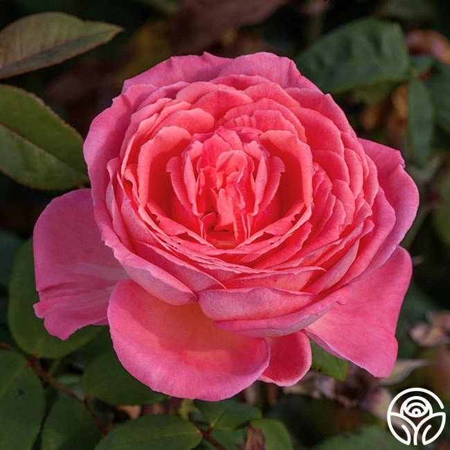 Liv Tyler™ 1 Liv Tyler™