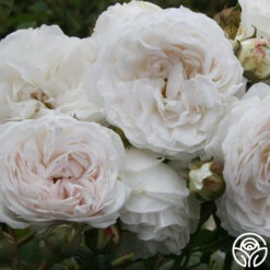 Long John Silver 6 Long John Silver -RoseLuxe Shop longjohnsilver logo 03