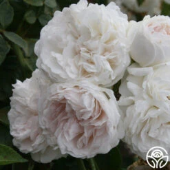 Long John Silver 7 Long John Silver -RoseLuxe Shop longjohnsilver logo 04