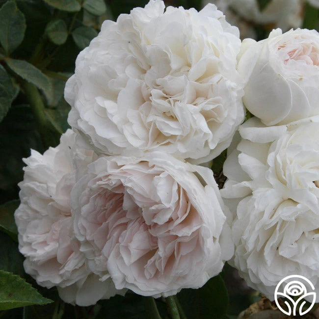 Long John Silver 4 Long John Silver - Image 4