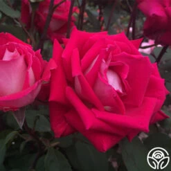 Love 10 Love -RoseLuxe Shop love 2 7