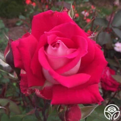 Love 12 Love -RoseLuxe Shop love 5