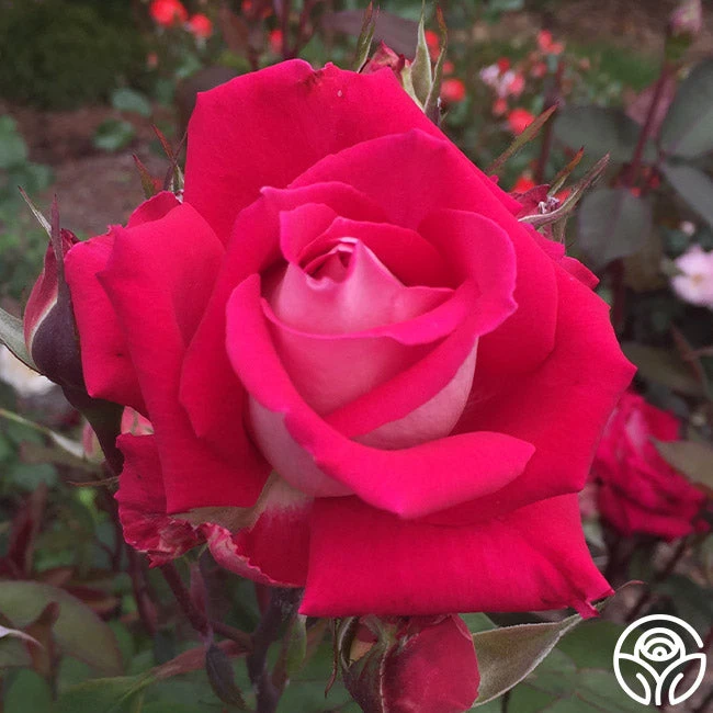 Love 6 Love - Image 6