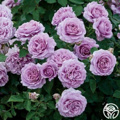 Love Song -RoseLuxe Shop love song 1 9