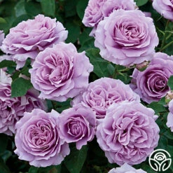 Best Seller 21 Love Song